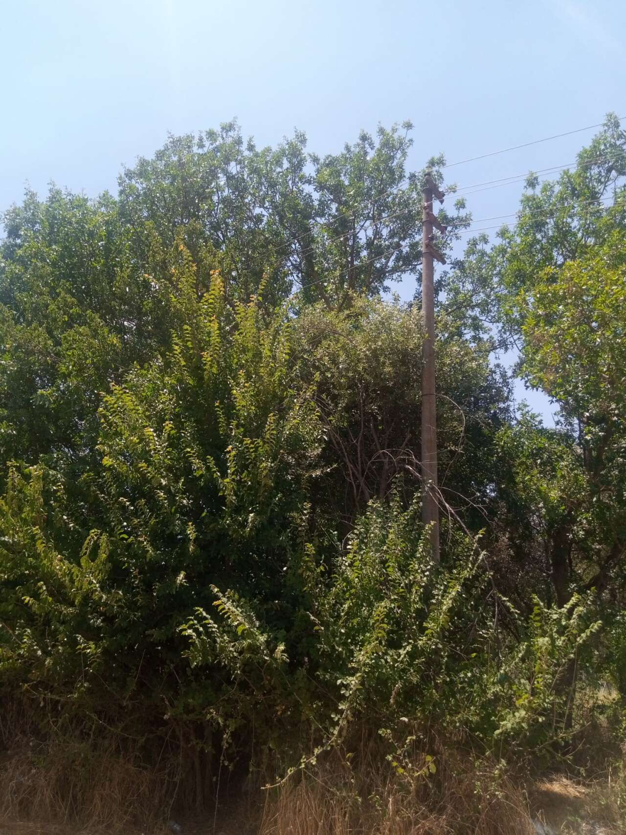 Yeşilyurt'taki Anız Yangınında 14 Ton Saman Kül Oldu: Menteşe Ziraat Odası Bölgede İnceleme Yaptı 1